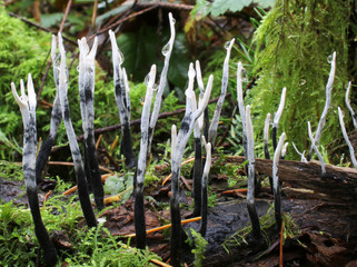 Xylaria hypoxylon - Stag's Horn Fungus