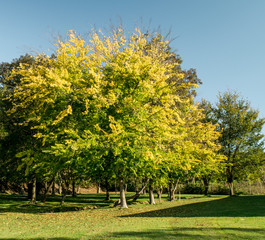 Naklejka premium Golden autumn.Venice,Italy,October 22,2016:Autumn scenery in Italy the lagoon of Venice island
