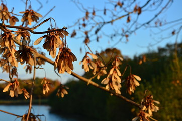 Herbst