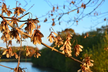 Herbst