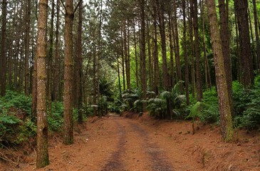 Road of pines