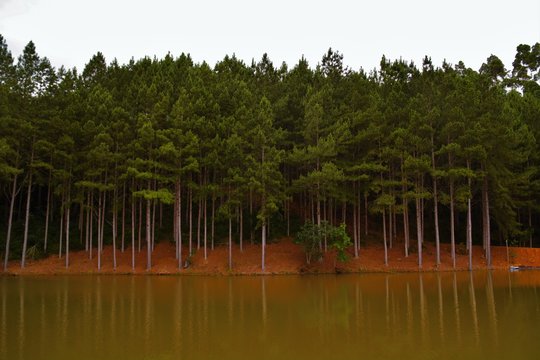 Lake and pines
