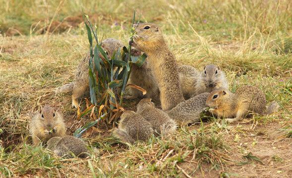 Family of Ground Squirrels