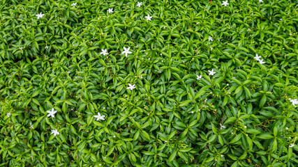 fresh green leaf texture background.