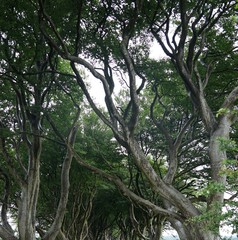 Obraz premium Alte Baumallee in Nordirland / Dark Hedges 
