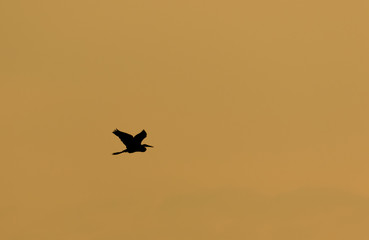 Egret Flying in Silhouette