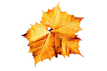 Autumn of leaf, isolate leaf, old leaf
