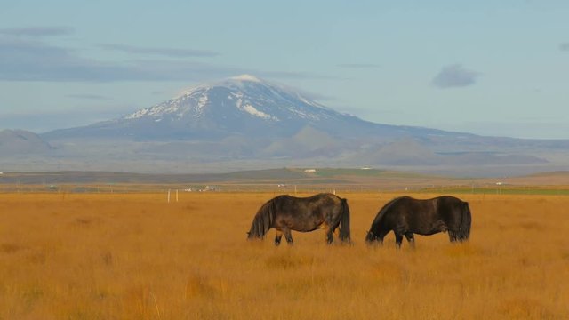 two dark icelandic horses are feeding on a field, famous volcano Hekla is on background