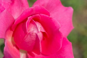  isolate pollen of plant, Background of pink rose, rose isolated in garden