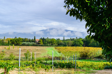 Vineyard at the foot of Mont Ventoux in Provence, France