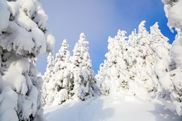 The trees under snow are on the lawn.