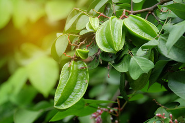 Green star apple fruit on the tree,carambola on the tree.