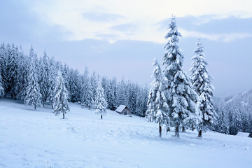 The trees under snow are on the lawn.