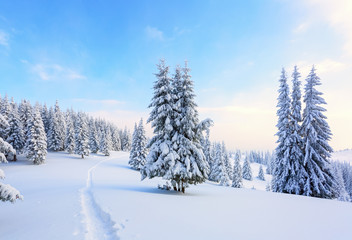 The path leads to the snowy forest.