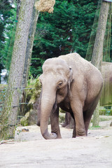 Fototapeta premium Elephant in the zoo