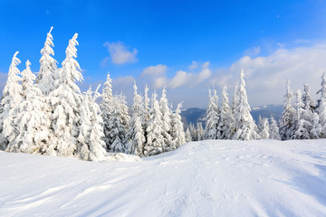 The trees under snow are on the lawn.