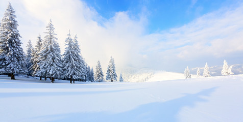 Panorama with trees in snow.