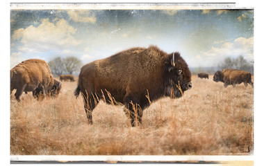 Le bison de l& 39 Oklahoma