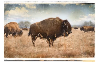 Foto op Plexiglas Bizon Oklahoma Bison