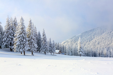 The trees under snow are on the lawn.