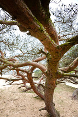 Curved pine tree on sand dune