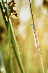 Dragonfly in the morning with dew