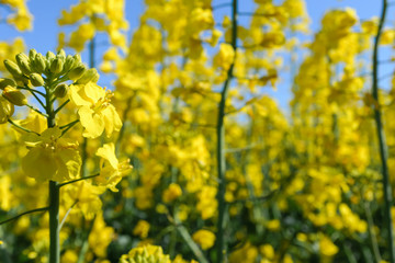 Obraz premium Rapeseed flower blooming at crops field.