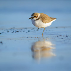 Adult kentish plover in winter dress on the beach