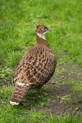 Portret of Himalayan monal (Lophophorus impejanus) female