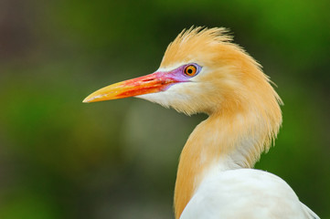 Portrait of adult  eastern cattle egrets in breeding dress