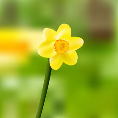 Single yellow daffodil-narcissus blooming vector illustration
