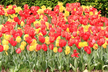 fioritura di tulipani