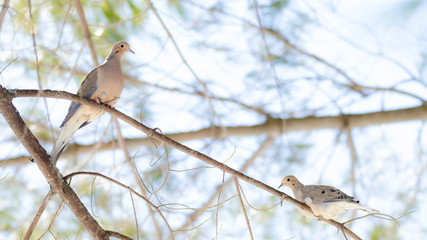 Mourning Doves, Turtle Doves (Zenaida macroura) couple pair, resting on a tree branch in morning stillness.  luminescent  sunlight. - 127421691