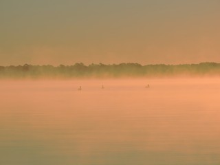 Obraz na płótnie Canvas Pelicans sitting on water in morning mist