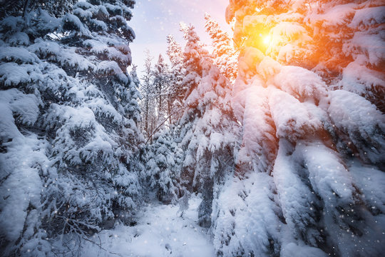 Beautiful winter landscape. View of trees covered by snow on mountain hill and snowflakes at sunshine. Merry Christmas's or New Year's background.