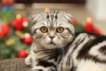 The cat on the background of Christmas decorations / British Shorthair kitten