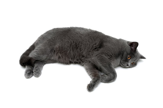 beautiful gray cat lying on a white background