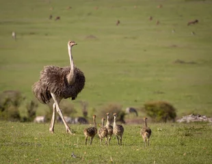 Aluminium Prints Ostrich A mother ostrich with her brood of chicks walks across the vast landscape of Kenya's Masai Mara National Park