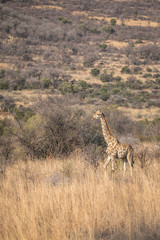 Giraffe in standing in morning light bushveld africa