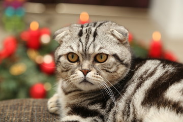 The cat on the background of Christmas decorations / British Shorthair kitten