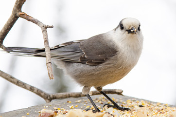 Whiskey Jack aka Grey Jay