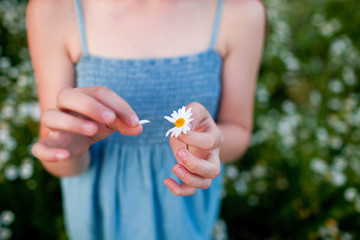 camomile in the hands of