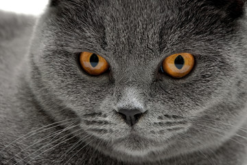 Naklejka na ściany i meble Portrait of a gray cat with yellow eyes.