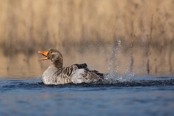 Greylag Goose