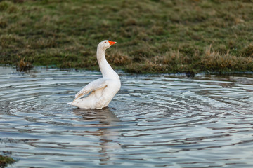 Белый гусь машет крыльями