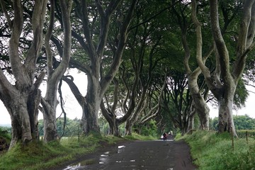 Alte Baumallee in Nordirland / Dark Hedges 
