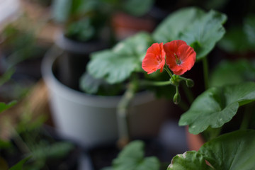 Red geranium flower.