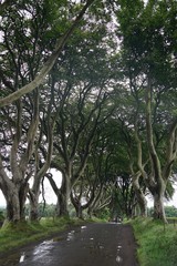 Obraz premium Alte Baumallee in Nordirland / Dark Hedges 