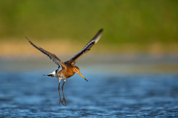 Fototapeta premium Black-tailed Godwit