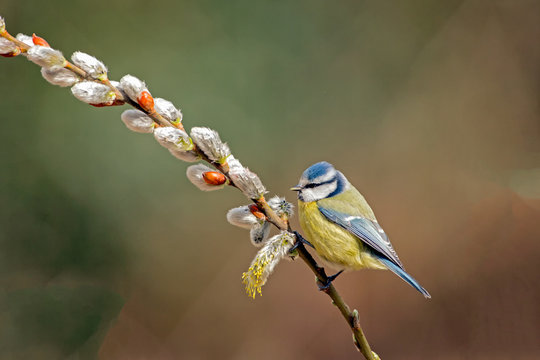 Blue Tit